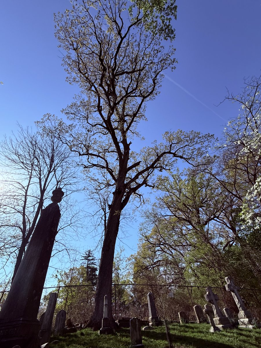 Happy Arbor Day! Today we celebrate the historic trees of Oak Hill. Ecological historian Michael Gaige is creating a report of our Significant Trees. This Oak tree on North Hill by the Montrose Park fence line dates to the 1780s and is approximately 245 years old.