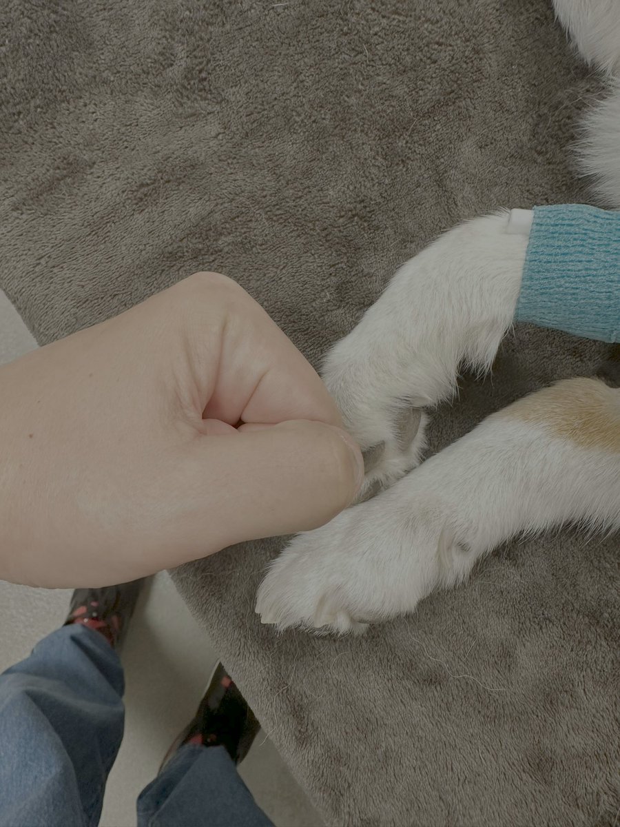 Brian Chimino tweet media