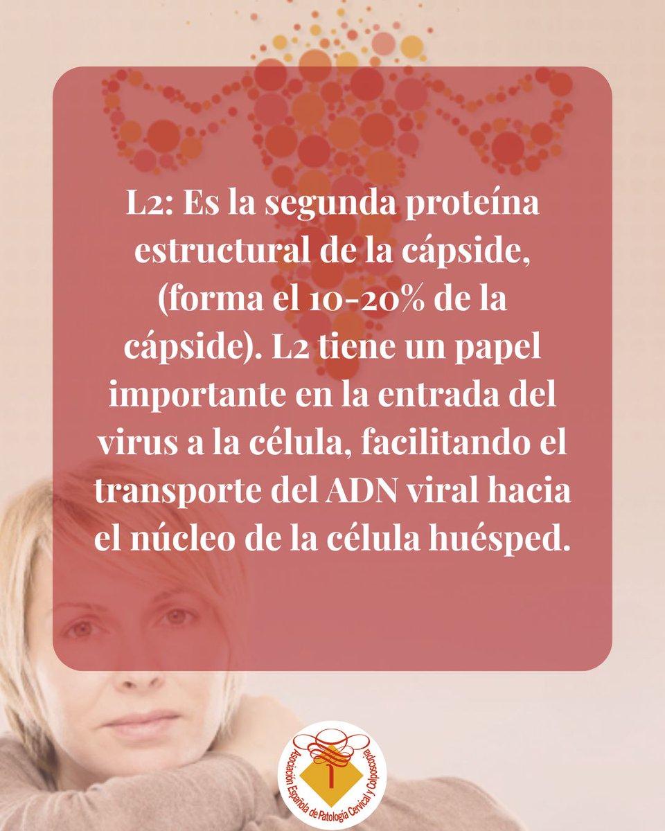 👀 El VPH es más común de lo que imaginas…

Pero, ¿cómo es realmente este virus?

Te lo explicamos 👇🏻. 

¡No te lo pierdas!

#VPH #AEPCC