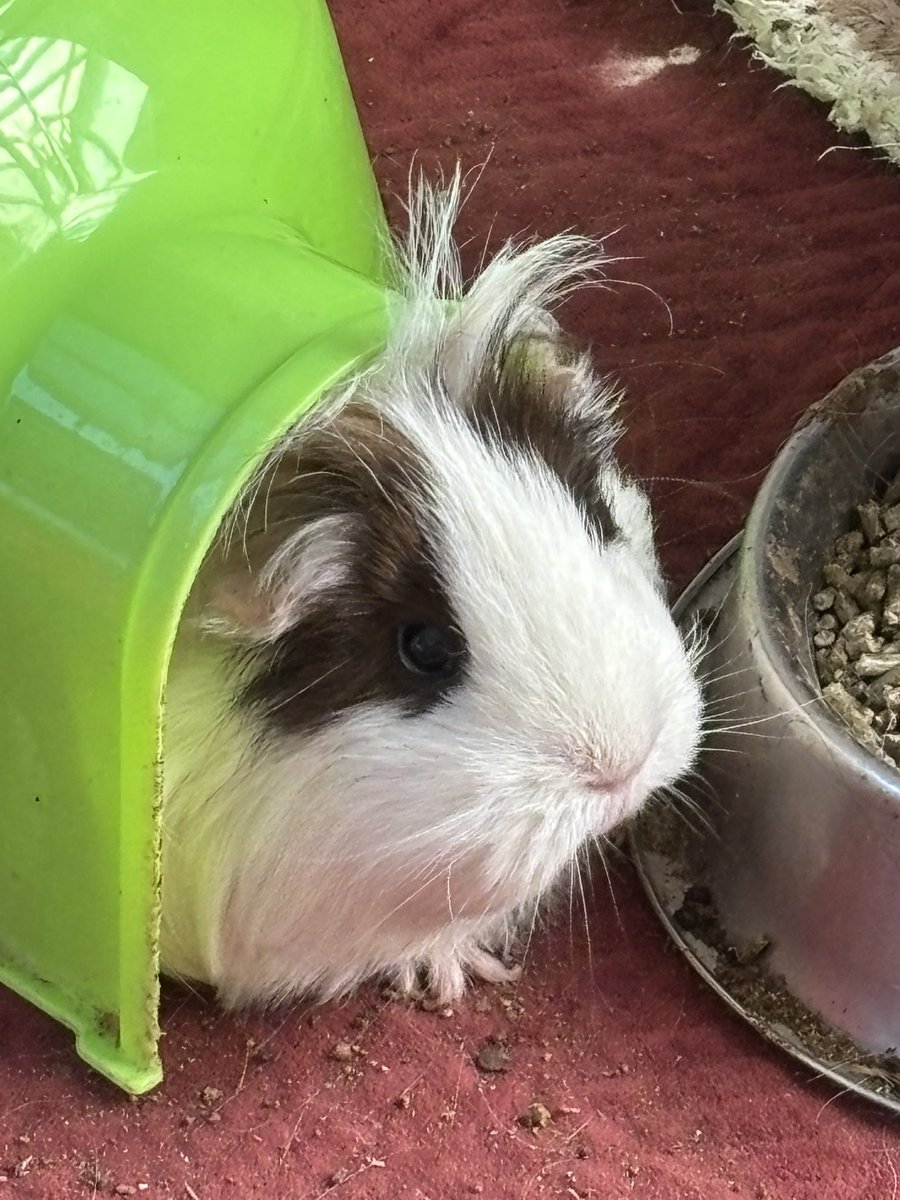 Pigdad is back home 🥳🥳🥳