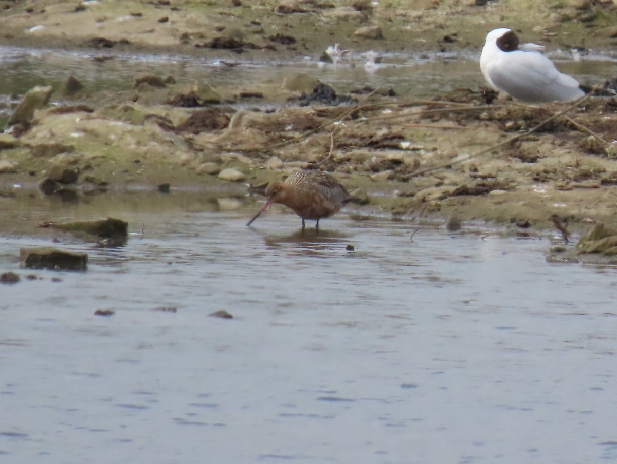 Joe Eckersley tweet media