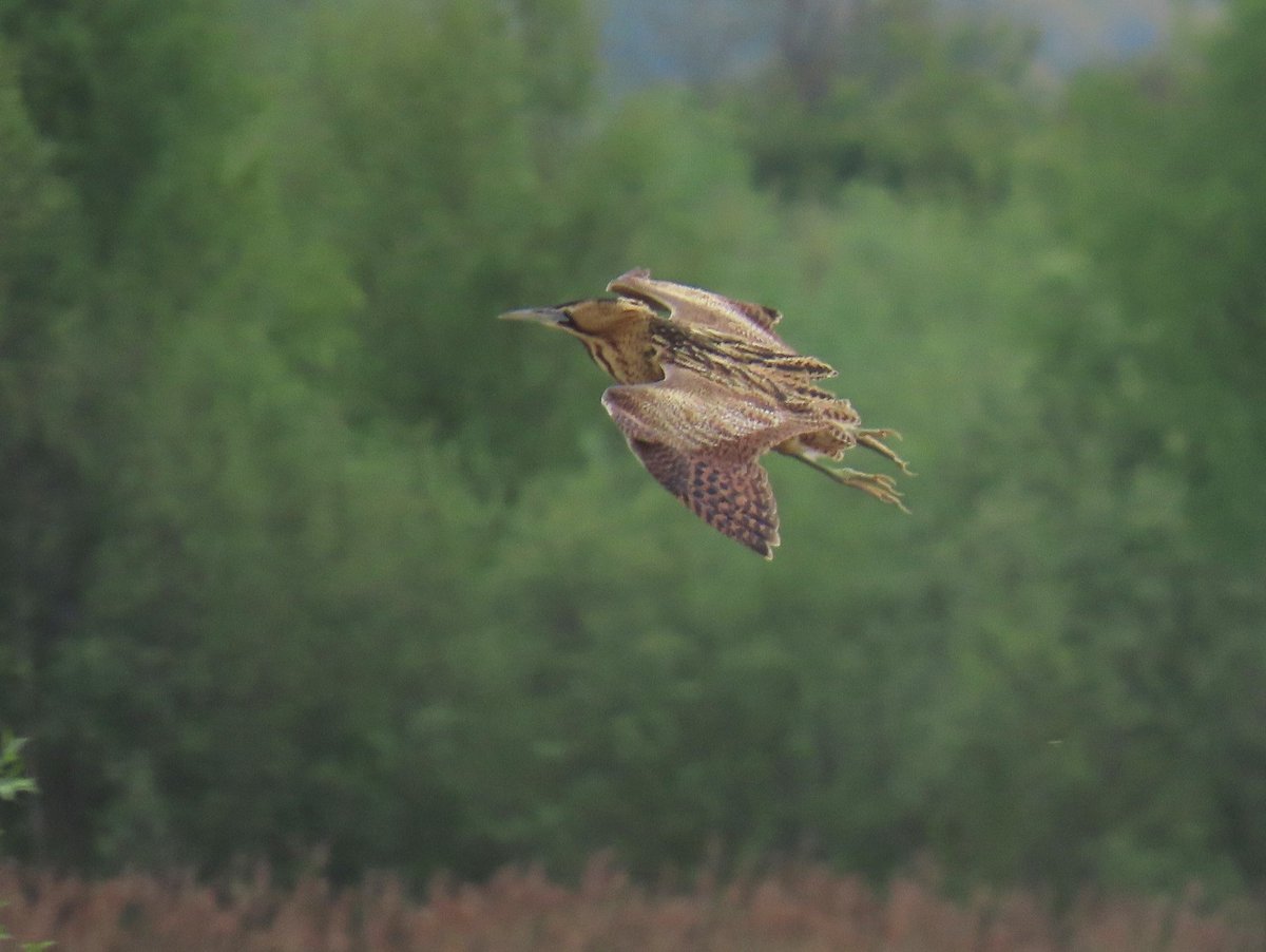 Joe Eckersley tweet media