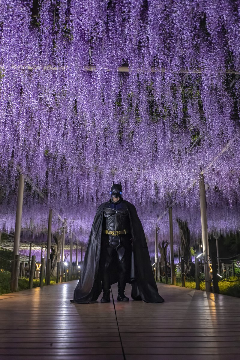 konannobatman's tweet photo. 愛知県「#江南市」の「#曼陀羅寺」で開催されている「#こうなん藤まつり」会場の「#藤の花」の「#ライトアップ」で素敵な出会いがありました!
たくさんの皆さんに撮影していただいた写真を毎日少しずつアップしていきたいと思います!
お楽しみに！🦇
#江南のバットマン
fcmasamasaさんありがとう！ https://t.co/gRfgLlcCEb