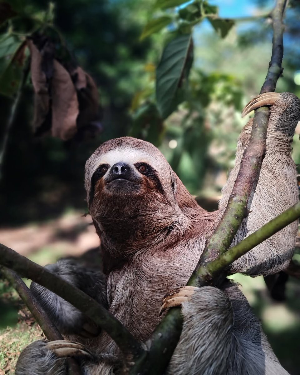 En el corazón de #ElBosqueDeYanashpa, el perezoso reina con calma y armonía 💚

📍#MundoYanashpa: En las alturas de #Tarapoto

#Selva #Naturaleza #CondominioExclusivo #Hogar