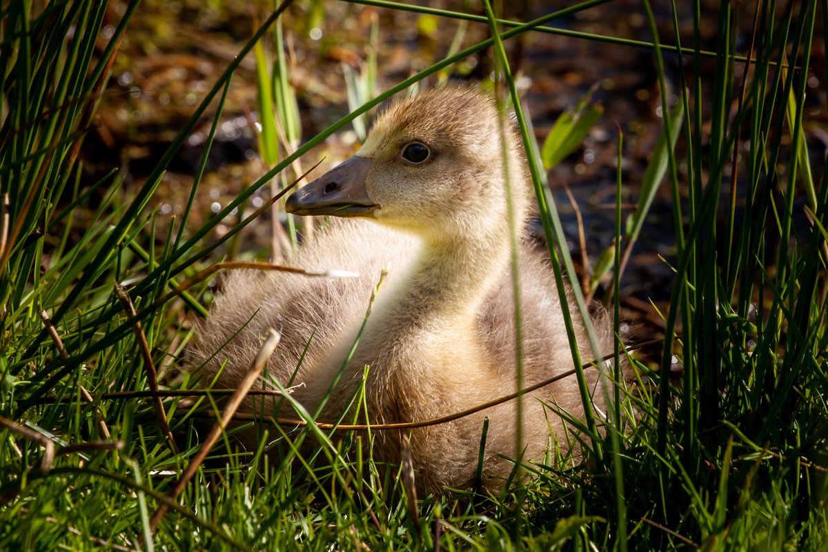 We've had mostly sunshine &amp; blue skies recently, sightings have been amazing - Swifts, Whitethroat &amp; Grasshopper Warbler. We're also starting to see some ducklings &amp; goslings too. Read our latest blog by Sue to find out more bit.ly/4cUVAVo
Greylag gosling by Steve Ripley