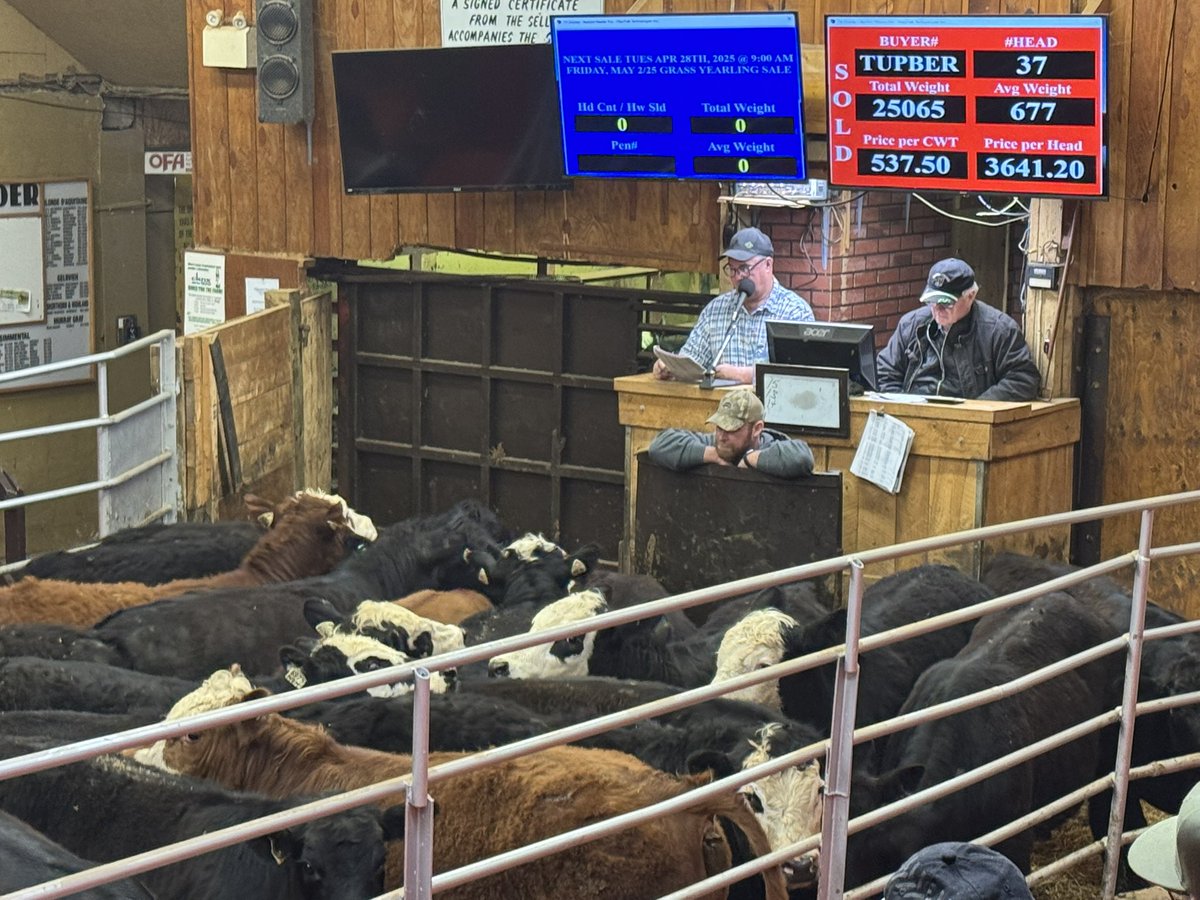 Keady Northern Sale today 
Good sets trading well 
41 steers at 777 lbs at $500
#ontag