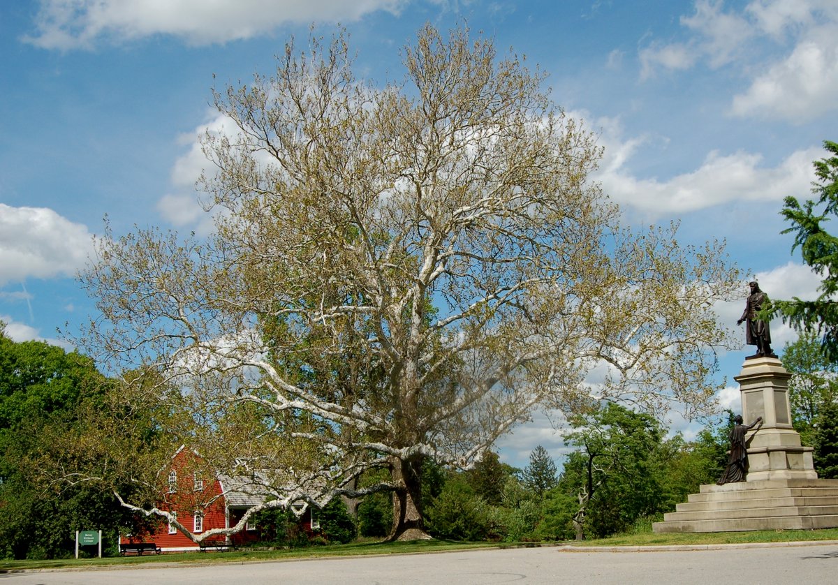 Did you know?? Today is Arbor Day! 🌳🌳🌳
The Betsey Williams cottage was first opened to the public on Arbor Day, 1891.   It is also the site of one of the most majestic trees in RI, an American Sycamore that dates back to circa 1860!
Download our Notable tree map today!