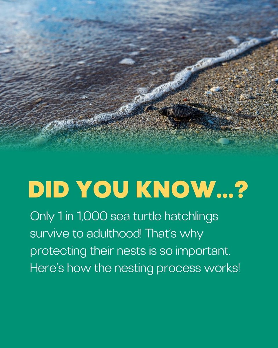 MiamiDadeParks's tweet image. 🐢✨ Sea Turtle Nesting Season is underway in Miami-Dade! Each year, these majestic creatures return to our beaches to lay their eggs under the stars. 🌊💫

Only 1 in 1,000 hatchlings survive to adulthood—so every nest counts. Here’s how YOU can help. 🧵👇 #SeaTurtleNesting