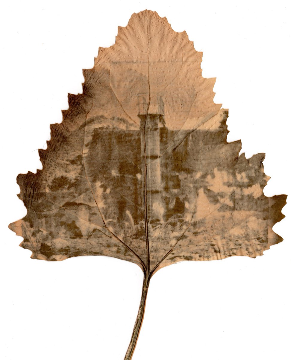 PhotoEdCANADA's tweet image. In PRINT now!
photoed.ca/current-issue
- or-⁠
Digital Replica: 
issuu.com/photoedmagazin…

🇳🇿 Rosemary Horn •  Reimagining the Brook Valley: 
The making and remaking of land
photogirl.co.nz @photogirl168
#AlternativePhotography