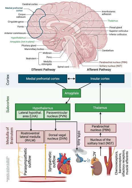 Dr. Carlos Arnaud (@carlos_arnaud) on Twitter photo Meta-análisis y revisión Sistematizada sobre eficacia y seguridad de los #Antidepresivos en pacientes pos infarto miocardio ❤️
Los antidepresivos son eficaces en mejorar síntomas depresivos
Son seguros
Disminuyen riesgo de reinfarto y revascularizacion
bmcpsychiatry.biomedcentral.com/articles/10.11… Meta-análisis y revisión Sistematizada sobre eficacia y seguridad de los #Antidepresivos en pacientes pos infarto miocardio ❤️
Los antidepresivos son eficaces en mejorar síntomas depresivos
Son seguros
Disminuyen riesgo de reinfarto y revascularizacion
bmcpsychiatry.biomedcentral.com/articles/10.11…