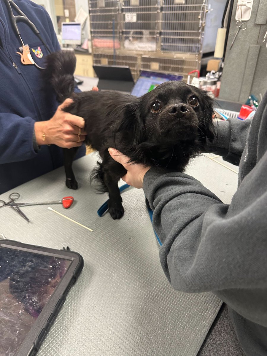 WeRateDogs tweet media