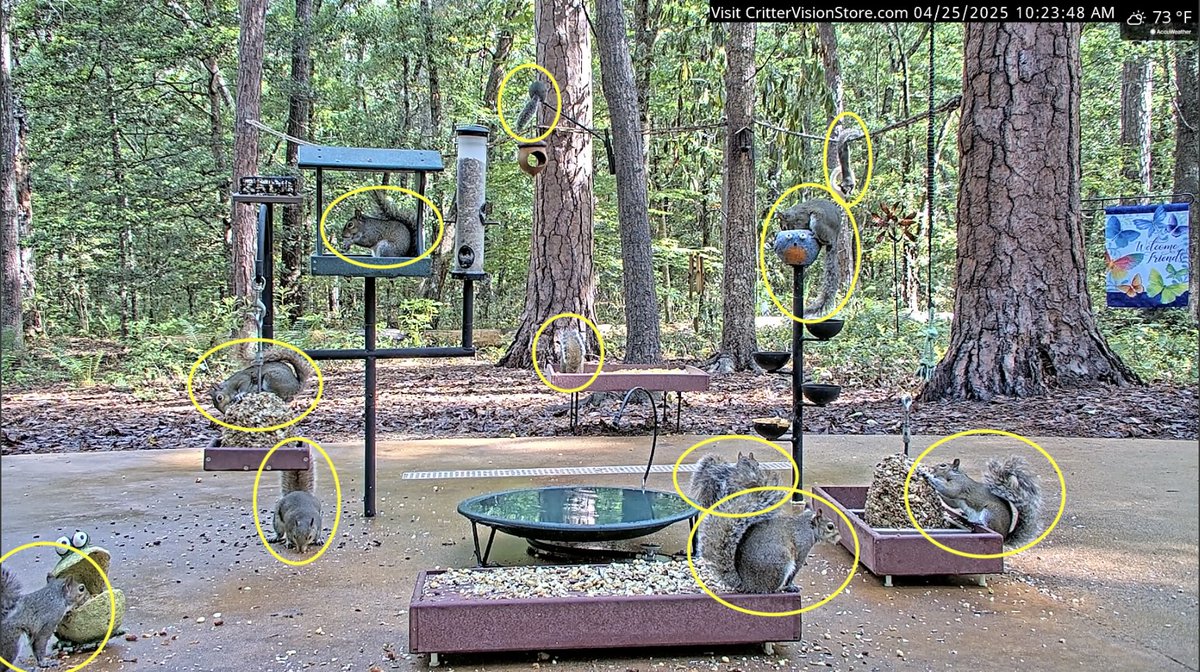 YAH! Another round of CritterVision's Count the Squirrels! #crittervision #squirrel #squirrels