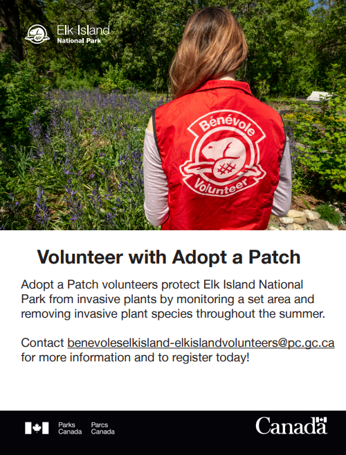 BeaverHillsBiosphere (@bhbiosphere) on Twitter photo The Adopt a Patch volunteer program is back for another season! 💚Love <a href="/ElkIslandNP/">Elk Island National Park, Parks Canada</a>? Help protect its beauty & biodiversity against invasive species!
Sound like something you’re into?
To learn more or register, please email: benevoleselkisland-elkislandvolunteers@pc.gc.ca The Adopt a Patch volunteer program is back for another season! 💚Love <a href="/ElkIslandNP/">Elk Island National Park, Parks Canada</a>? Help protect its beauty & biodiversity against invasive species!
Sound like something you’re into?
To learn more or register, please email: benevoleselkisland-elkislandvolunteers@pc.gc.ca
