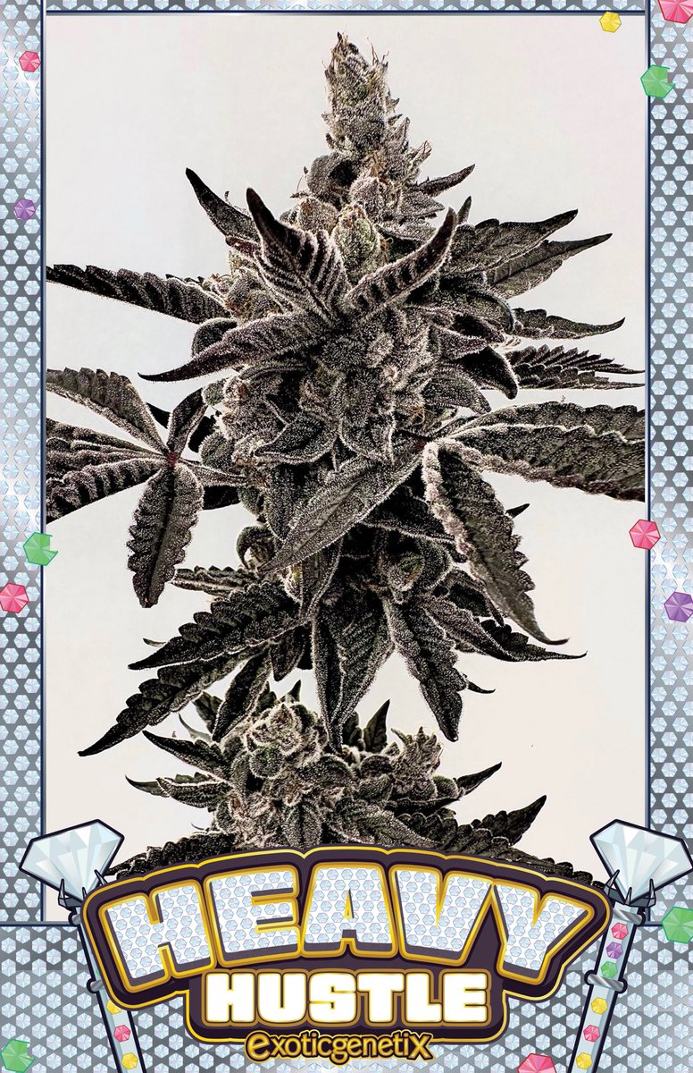 Exoticgenetix (@exoticgenetix) on Twitter photo ποΈββοΈπ©ποΈββοΈ Itβs weekend giveaway time baby!!!! Letβs keep the Dripping Ainβt Eazy Strain Poster Pack Giveaways going!!! This weekends giveaway will be for the top heavy frost bombs of Heavy Hustle!!! Just another way of saying thank you to everyone who rocks with EG as hard as you ποΈββοΈπ©ποΈββοΈ Itβs weekend giveaway time baby!!!! Letβs keep the Dripping Ainβt Eazy Strain Poster Pack Giveaways going!!! This weekends giveaway will be for the top heavy frost bombs of Heavy Hustle!!! Just another way of saying thank you to everyone who rocks with EG as hard as you