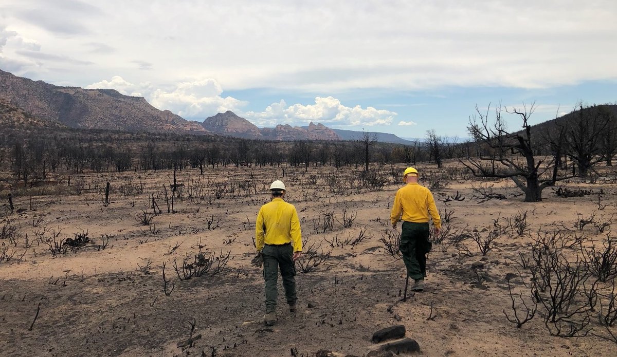 RMEF's tweet image. #ArborDay🌲From 2021-24, RMEF &amp;amp; partners allocated $10M+ for forest restoration work after wildfires to restore wildlife habitat &amp;amp; forest health. Details about importance of wildfire restoration➡️rmef.org/wildfire/ #rmef #huntingisconservation @forestservice @BLMNational