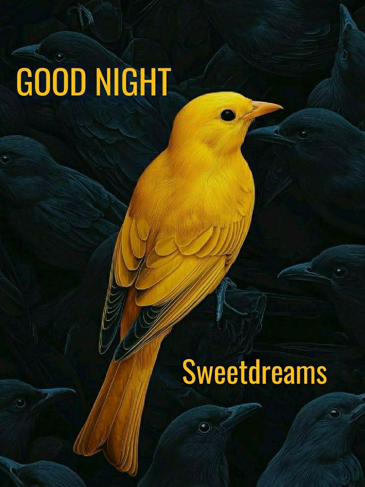 GOOD NIGHT X FAM 🌙
May your dreams be filled with happiness 🌹