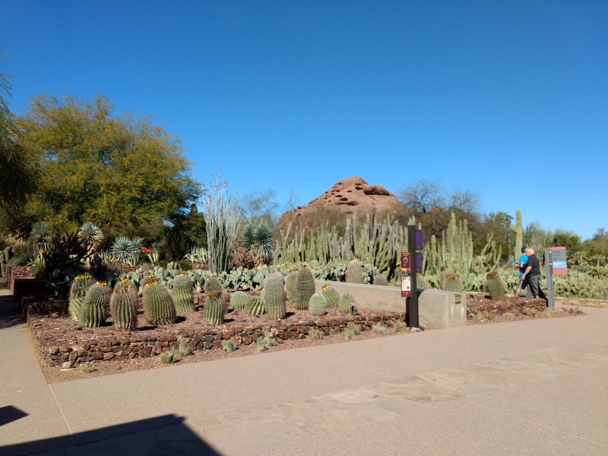 JMHCFBSports's tweet image. @KendallRogers @Mike_Rooney @JoeHealyD1 Botanical Gardens are undefeated. I took two of these: 1 in St. Louis and 1 in Phoenix. Y&apos;all should have a team outing. Jared in Nashville, TN (which has Cheekwood Botanical Garden, which has a tulip festival).