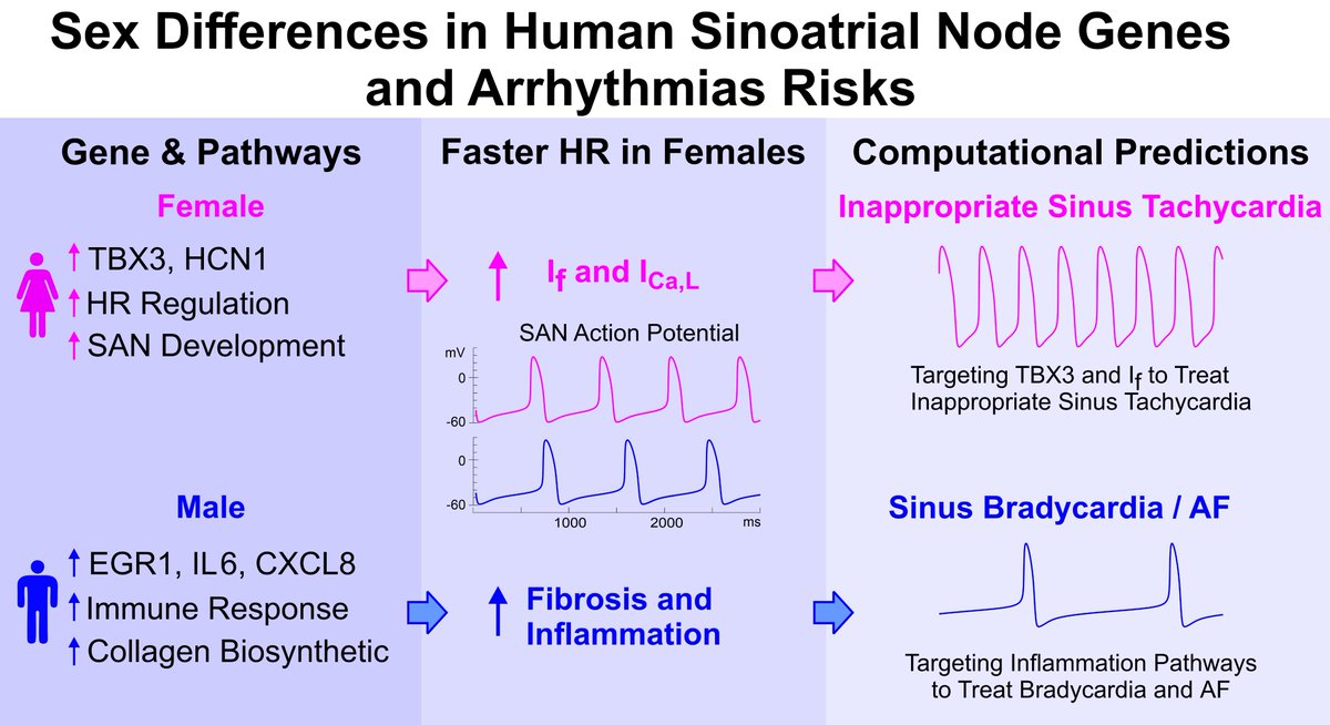 CircEP (@circulationep) on Twitter photo Why faster heart rhythm in women? Sex-biased SAN genes link TBX3/HCN1 to female tachycardia, while inflammation genes promote male bradycardia & AF risk @jichaozhao <a href="/HoneyBadgerEP/">Vadim Fedorov Lab</a> #AHAJournals #Epeeps ahajournals.org/doi/10.1161/CI… Why faster heart rhythm in women? Sex-biased SAN genes link TBX3/HCN1 to female tachycardia, while inflammation genes promote male bradycardia & AF risk @jichaozhao <a href="/HoneyBadgerEP/">Vadim Fedorov Lab</a> #AHAJournals #Epeeps ahajournals.org/doi/10.1161/CI…