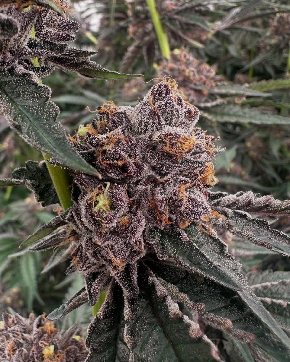 jack67313's tweet image. 😎