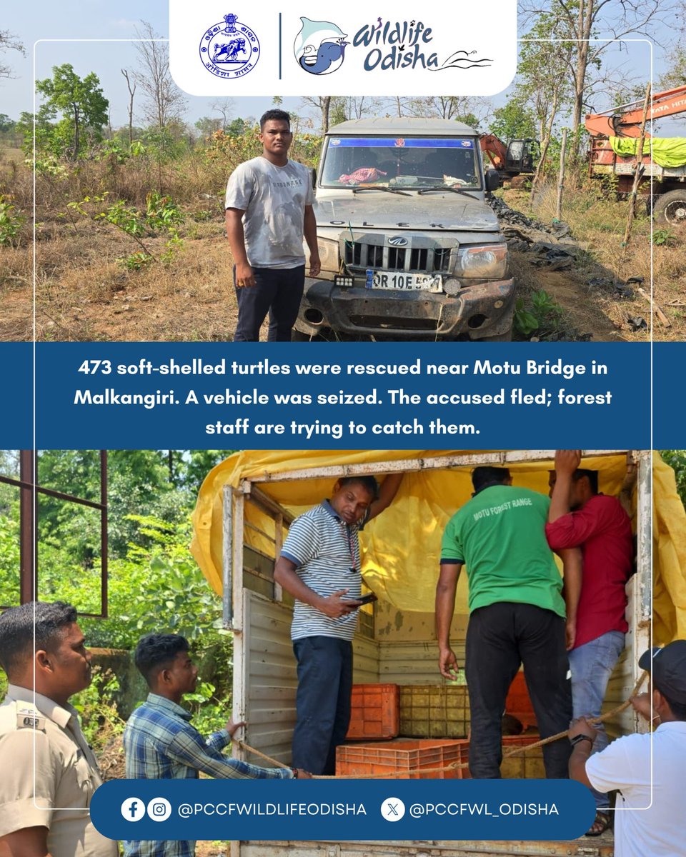 PCCFWL_Odisha's tweet photo. Early this morning, 473 soft-shelled turtles were rescued from illegal possession near Motu Bridge by the alert staff of Motu Range, Malkangiri Forest Division. A Bolero vehicle used to transport the turtles has been seized. https://t.co/boJMkvy4Rg