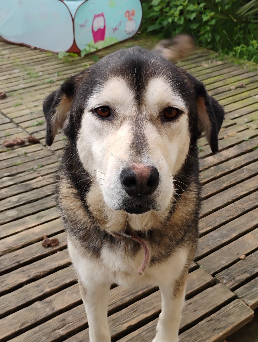 BRINDILLE851's tweet photo. ADAP64
URGENT 3 chiens orphelins cherchent une famille ou une asso (Landes – 40)
Leur maître est décédé…
Ils attendent  les yeux pleins de tristesse, sans comprendre…
Seuls dans leur maison, nourris par un proche qui ne peut pas les recueillir.
Nous ne pouvons les prendre en charge, sauf adoption directe.
Mais nous lançons ce SOS pour eux,
et pour deux enfants dans la peine.
Ensemble, offrons-leur une seconde chance.
Merci de partager massivement !
Adoptants ou associations bienvenus !
Ces 3 chiens sont extrêmement gentils. Ci- dessous la description  donnée
📷Papouf, croisé terre neuve Labrador, aura 8 ans en août, non stérilisé, ok chat, chiens, enfants
Très très docile
📷Iska, Husky, 7 ans, stérilisée, très gentille aussi chat et chien ça dépend, fugueuse si mal clôturé
📷Racine, leur fille, 5 ans depuis janvier, stérilisée, ok chat chien enfant
Très gentille aussi
Pour les aider
contact.adap@gmail.com