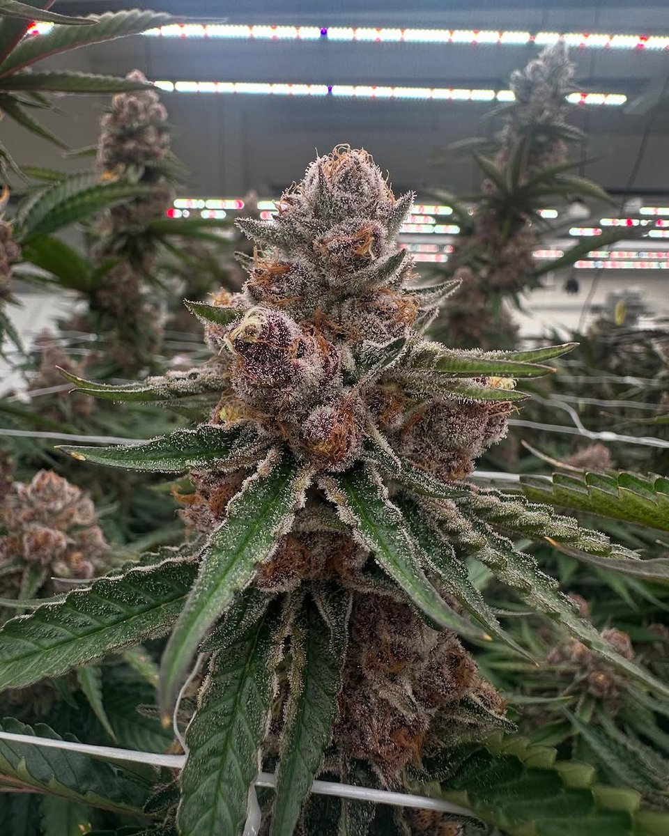 Greenplaces420's tweet image. Cherry 🍒 🌸