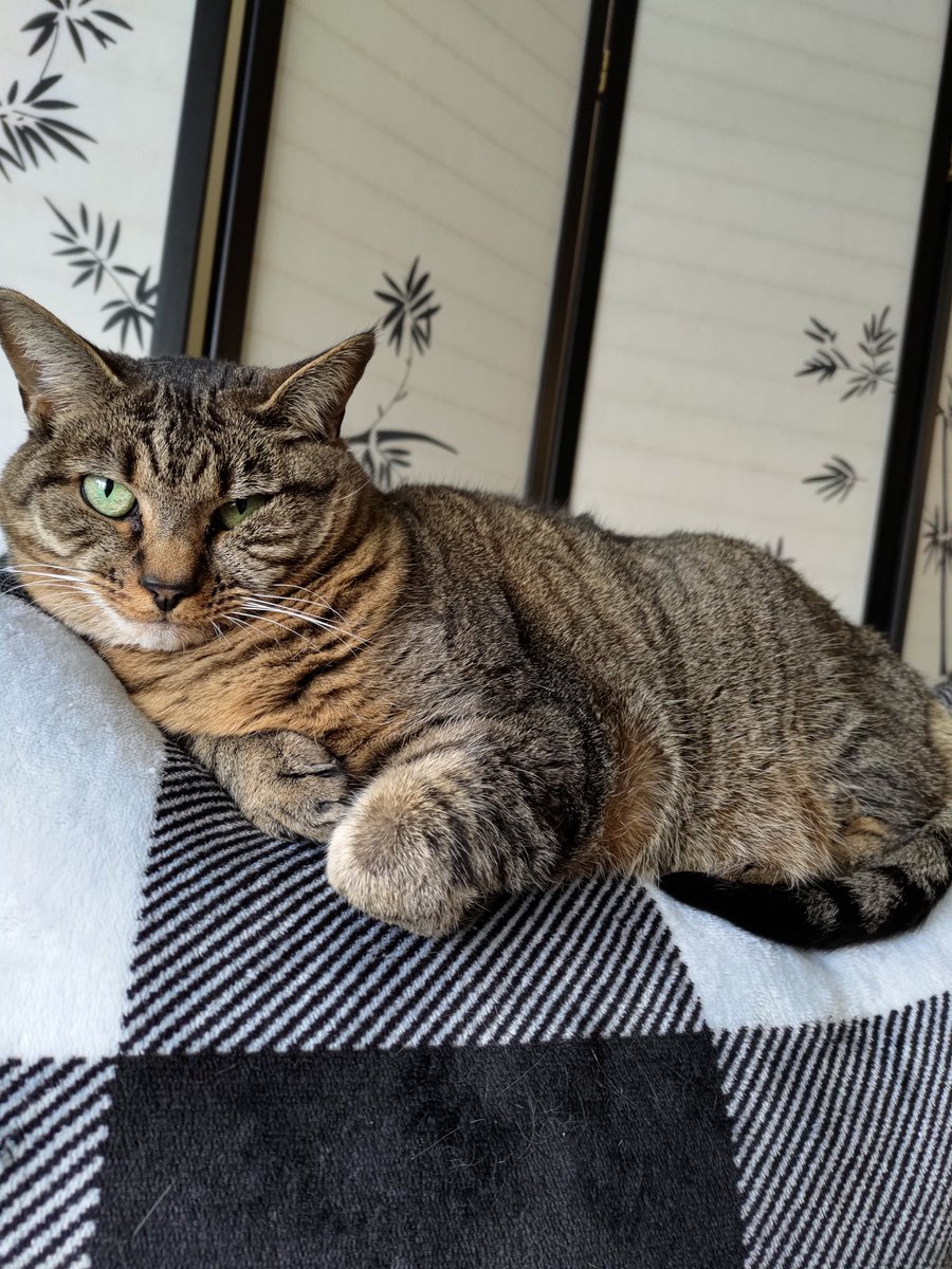 Things have taken a turn for the worst with our cat Moo. She's been battling kidney failure, and the past week has been bad. After 4 days in the hospital she's only suffering. Taking her in today to be peacefully put down. No stream today, I need to be with the Mrs who is just