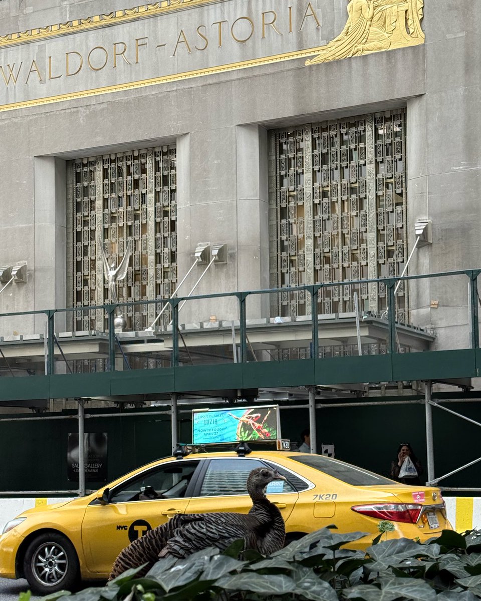 Astoria the wild turkey in front of her namesake hotel. 

Park Avenue, New York City

#birdcpp