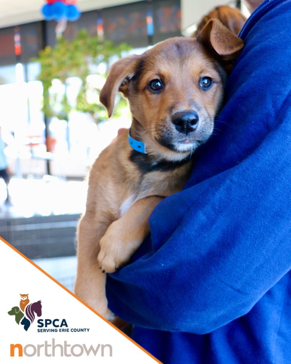 Northtown Automotive (@northtownauto) on Twitter photo Our furry friends are pulling up to Northtown Subaru SOON ๐ถ
Join us NEXT Saturday, May 3rd for our <a href="/YourSPCA/">Erie County SPCA, NY</a> Adoption Eventโ come find your new best friend ๐พ
๐ Northtown Subaru
3930 Sheridan Drive, Amherst
11am-3pm
See you there ๐ Our furry friends are pulling up to Northtown Subaru SOON ๐ถ
Join us NEXT Saturday, May 3rd for our <a href="/YourSPCA/">Erie County SPCA, NY</a> Adoption Eventโ come find your new best friend ๐พ
๐ Northtown Subaru
3930 Sheridan Drive, Amherst
11am-3pm
See you there ๐