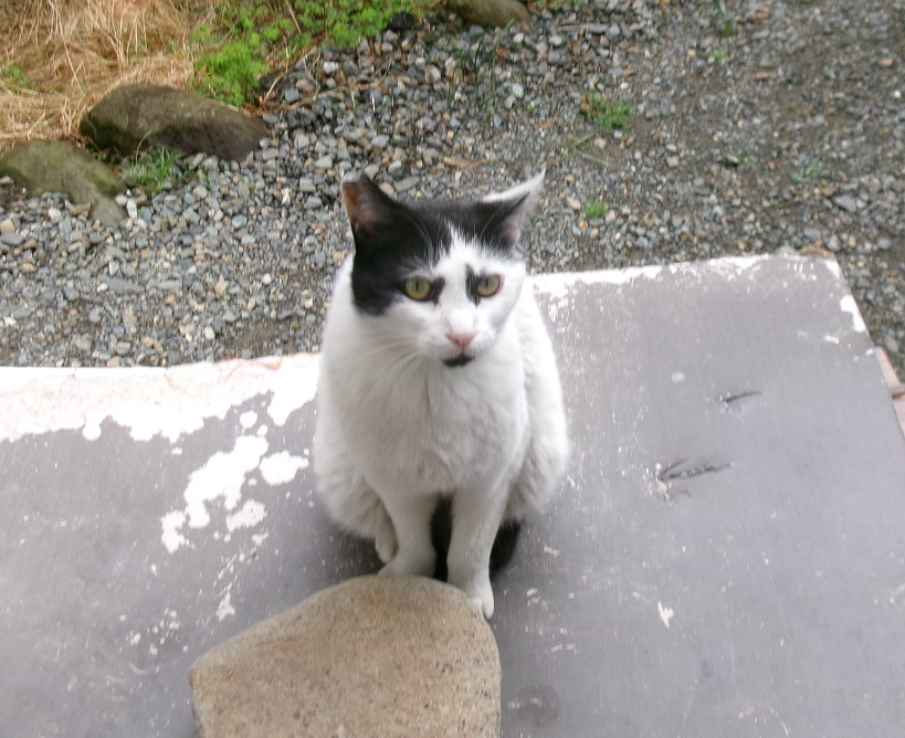 xxxadeht13's tweet photo. おすましうささん🐱
#地域猫 https://t.co/MHJppYMFiR