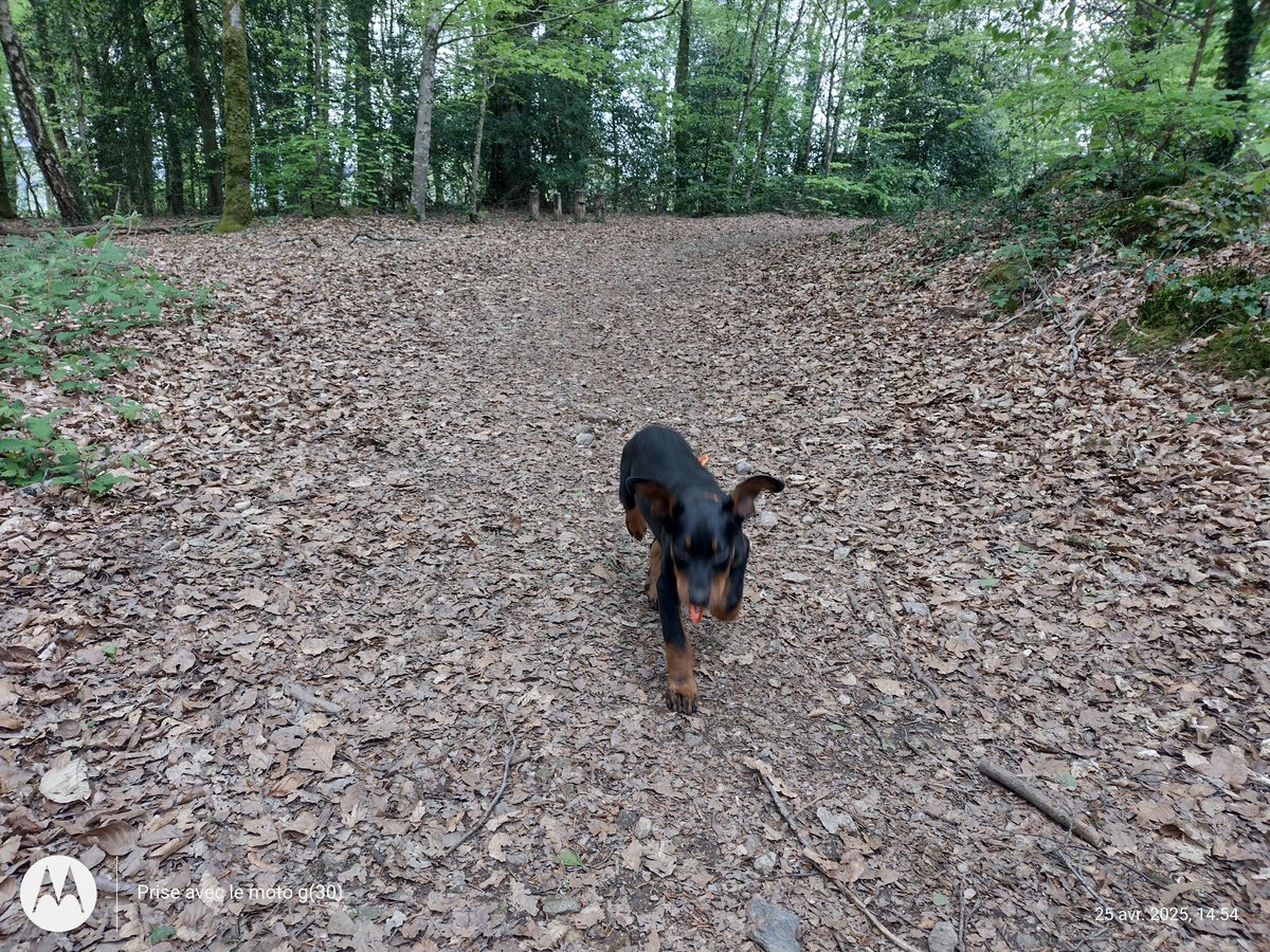 Première #balade en forêt vraiment (d'habitude c'est voie verte ou étangs). Le rappel elle l'a déjà à 12 semaines.  un peu brusque avec ses 6 kilos donc j'imagine bien quand elle en aura 20 de plus..