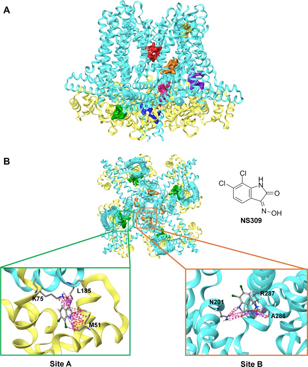 Researchers from Davis and Irvine report that the alleged binding site of NS309 is a crystallization artifact and identify the true binding site. NS309 appears to increase the open probability of the inner hydrophobic gate of KCa3.1. Read the article here: doi.org/10.1016/j.molp…