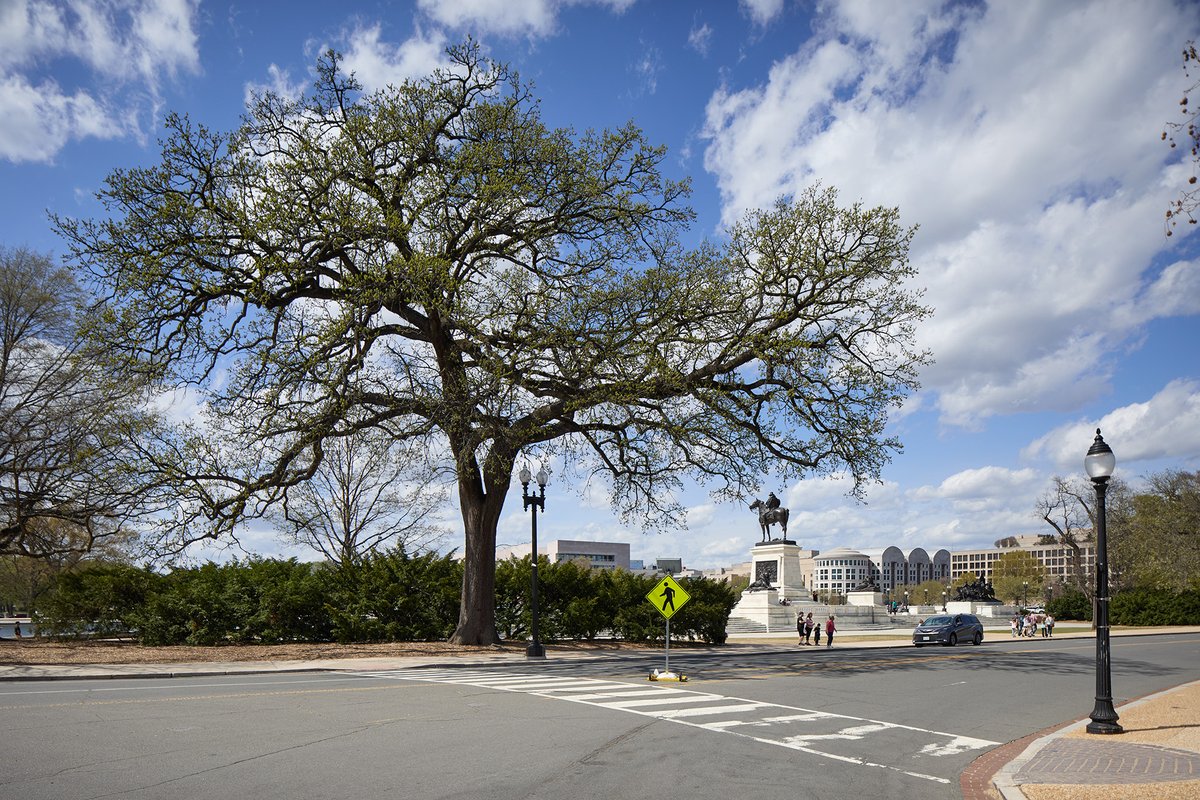 uscapitol's tweet image. The oldest trees on the #USCapitol Grounds remain at Union Square where they have been growing since the establishment of the U.S. Botanic Garden collections, making them more than 150 years old. 🌳 #ArborDay