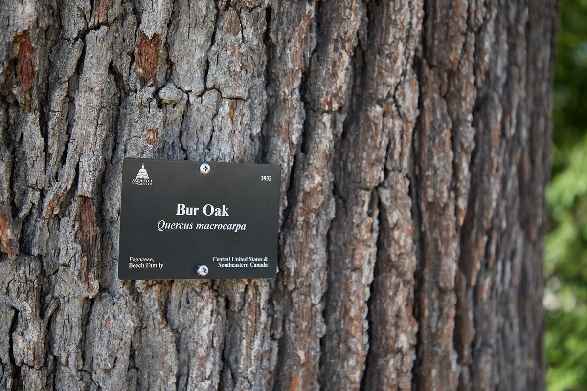 uscapitol's tweet image. The oldest trees on the #USCapitol Grounds remain at Union Square where they have been growing since the establishment of the U.S. Botanic Garden collections, making them more than 150 years old. 🌳 #ArborDay