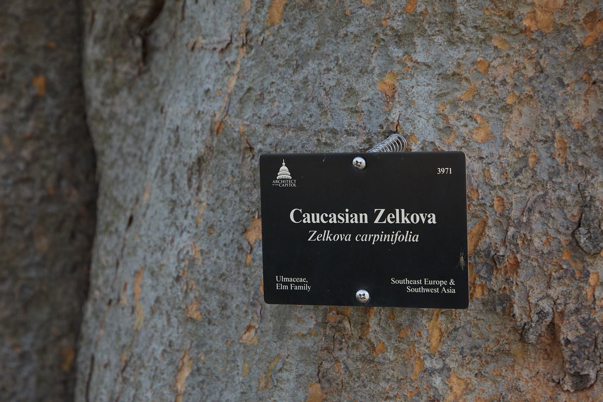 uscapitol's tweet image. The oldest trees on the #USCapitol Grounds remain at Union Square where they have been growing since the establishment of the U.S. Botanic Garden collections, making them more than 150 years old. 🌳 #ArborDay