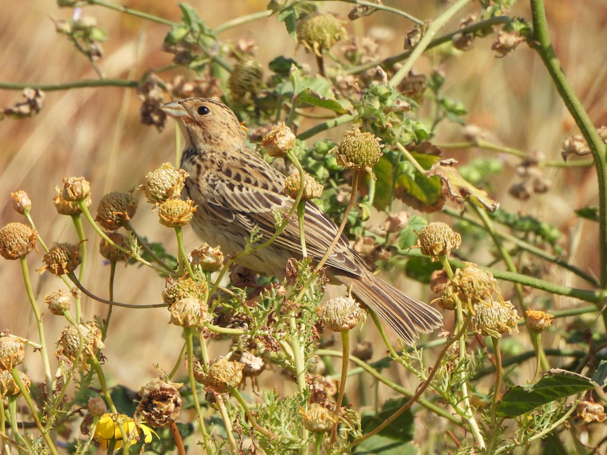 TonyRamsden12's tweet photo. Another great day in paphos by archeology site got me 3 new first but one  was  a swallowtail butterfly also a black eared wheatear I think a laughing dove and a corn bunting #birdsofcyprus #cyprusbirds https://t.co/ZAyl8rsXXT