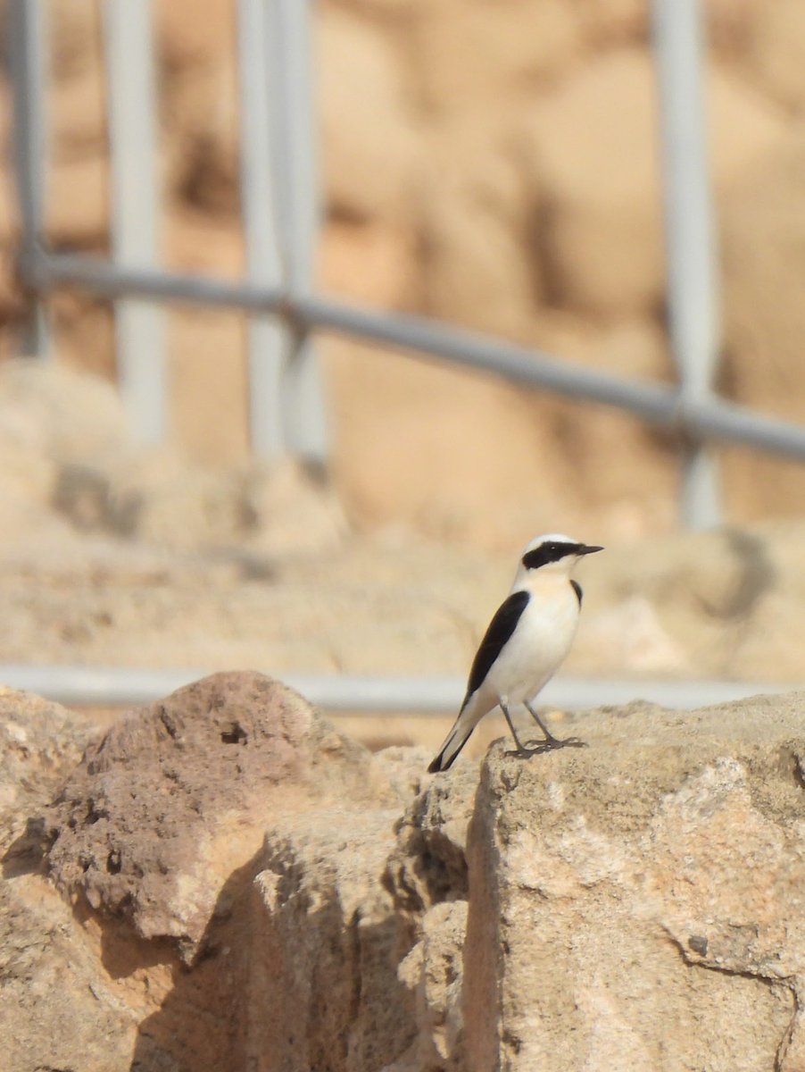 TonyRamsden12's tweet photo. Another great day in paphos by archeology site got me 3 new first but one  was  a swallowtail butterfly also a black eared wheatear I think a laughing dove and a corn bunting #birdsofcyprus #cyprusbirds https://t.co/ZAyl8rsXXT