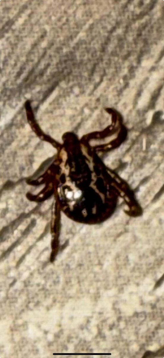 #middlesexfarmers <a href="/Campbellgrain/">Lyle Campbell</a> you guys need to use more insecticide on your crops the Tick population is outta control #workersheathandsafety compromised feel like I’m crawling all over #fibre #liuna1059 #spraytheditchestoo