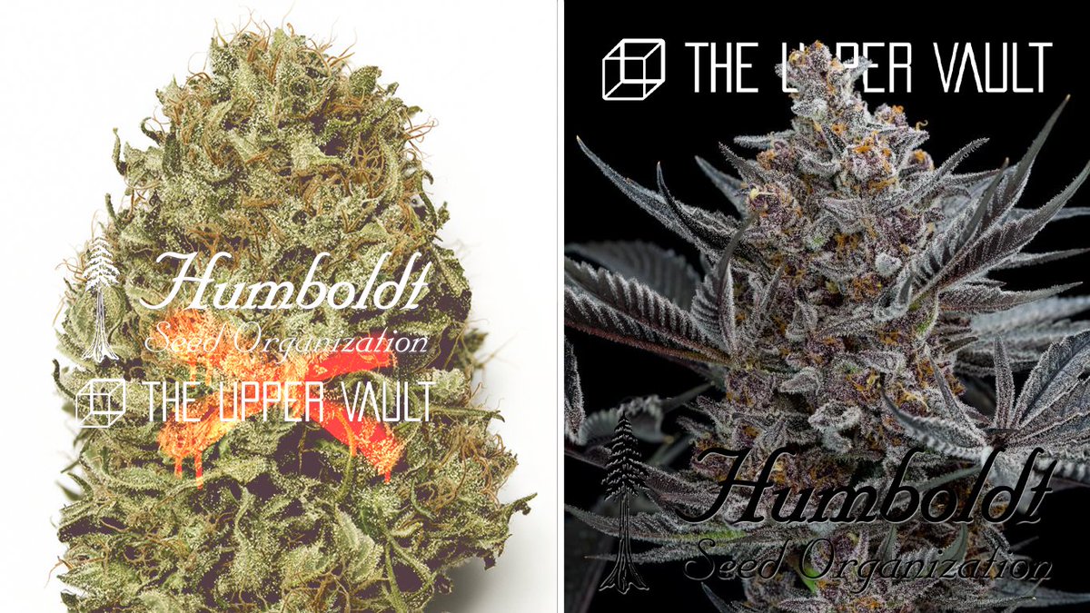 🫐BLUEBERRY HEADBAND GIVEAWAY ~ Let's keep the good vibes and uplifting enegry growing forward... Much love to everyone who's been participating and having fun in any of our popups🫐

3 Winners: Enter now to win a pack of Blueberry Headband by Humboldt Seed Organization. Come