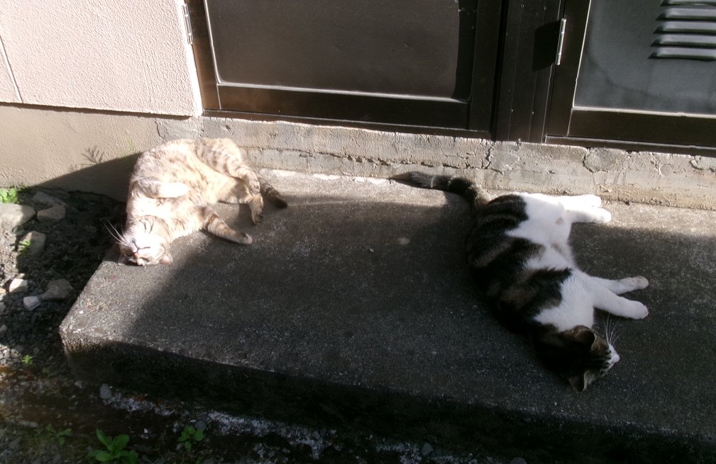 xxxadeht13's tweet photo. お出迎えするさくxこは🐱
あたたかくなったので
夜は帰りが遅くなりました🐾
コレはごはんのための一時帰宅♨️
#猫のいる暮らし𓏲𓎨 https://t.co/4cwFDWf3TC