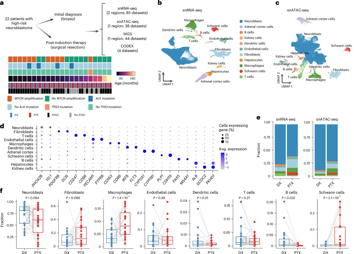 Penn Medicine CSO (@pennmedcso) on Twitter photo Longitudinal single-cell multiomic atlas of high-risk neuroblastoma reveals chemotherapy-induced tumor microenvironment rewiring ft. Wenbao Yu, Rumeysa Biyik-Sit, Chia-Hui Chen, <a href="/KaiTanLab1/">Kai Tan Lab</a> (<a href="/CHOP_Research/">CHOP Research</a>/ <a href="/PennMedicine/">Penn Medicine</a>) & Yasin Uzun (<a href="/PennStHershey/">Penn State Health</a>) nature.com/articles/s4158… Longitudinal single-cell multiomic atlas of high-risk neuroblastoma reveals chemotherapy-induced tumor microenvironment rewiring ft. Wenbao Yu, Rumeysa Biyik-Sit, Chia-Hui Chen, <a href="/KaiTanLab1/">Kai Tan Lab</a> (<a href="/CHOP_Research/">CHOP Research</a>/ <a href="/PennMedicine/">Penn Medicine</a>) & Yasin Uzun (<a href="/PennStHershey/">Penn State Health</a>) nature.com/articles/s4158…