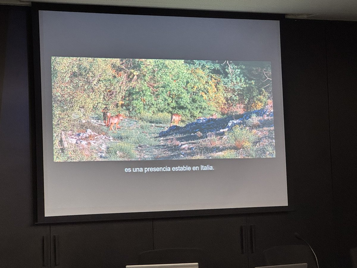 🔉La <a href="/BiblioRipoll/">bibliotecaripoll</a> acull la xerrada “El llop a Catalunya. La importància ecològica i la coexistència amb la ramaderia.”
🦊Es parla de com trobar l’equilibri entre les persones i la fauna salvatge.