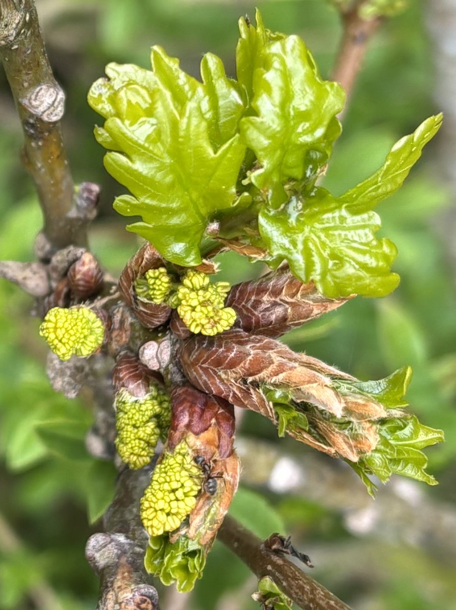 edmondslyn's tweet photo. Oak tree buds opening with new leaves unfurling and the male catkins appearing - and a little visitor already investigating #QuercusRobur #OakTree #AlphabetChallenge #WeekQforQs https://t.co/TOe5oL5zF7