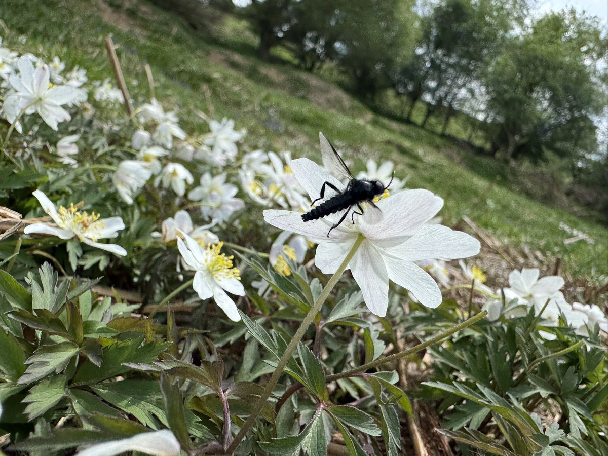 Wood Anemone on #BansteadHeath