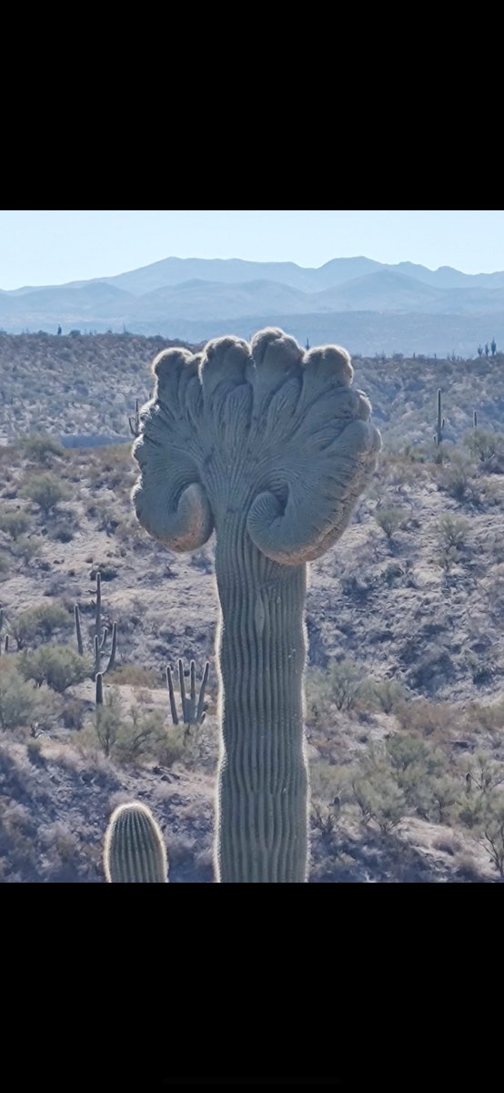 One of the coolest Saguaros I've ever seen.