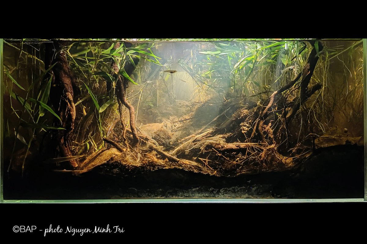 AmazonasMag's tweet image. It's the season for #biotope #aquarium enthusiasts to battle it out! The 2025 #BiotopeAquariumContest from the #BIOTOPEAQUARIUMProject is getting underway! Learn more at amazonasmagazine.com/2025/04/25/202…
#aquariumhobby #aquascape #aquascaping #aquariumcontest #nature #aquariumdesign #fish