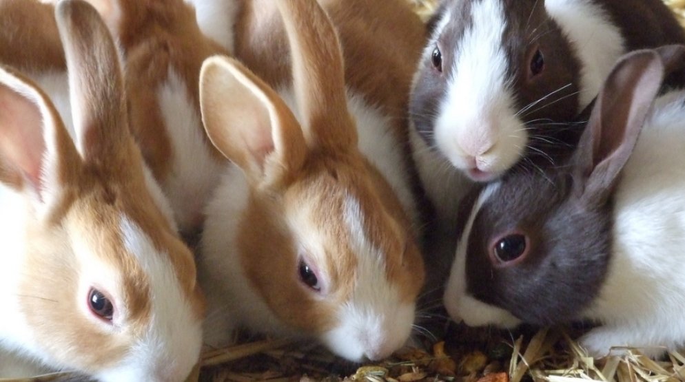 LeandreBaka2's tweet photo. Rabbit Feed Formula
60% hay
20% pellets
10% greens
10% supplements
Balance your feed for best growth and health.
Don’t guess—know the mix.
#FeedPlan #RabbitFeeding #AgriHopperFormulas https://t.co/1rk99ZK826