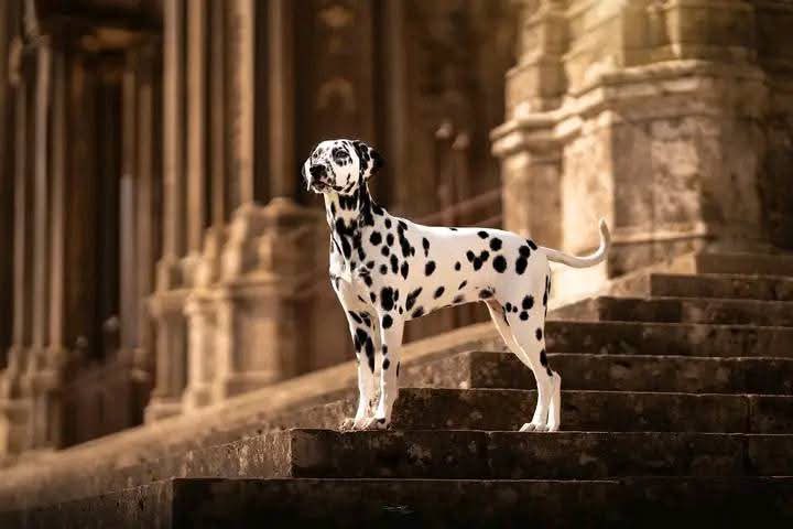 Microcaps have a certain charm to them, you could sit back and watch a project go from 1k to 1m mcap. The risk to reward ratio is usually excellent and the ride is particularly thrilling. One micro cap has gotten my attention recently and that’s $DALMA a dog themed project with a