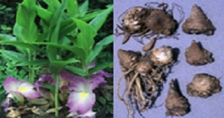 insuf_icms's tweet photo. #Reviewarticle on #Siphonochilus #aethiopicus
a valuable yet #endangered #planttraditionally used in Africa. #asthma #allergic
๐ Read https://t.co/wAIao0vOvy
#MedicinalPlants #Ethnopharmacology #AsthmaResearch #InnovationInScience #OpenAccess #ResearchForImpact #insuf #ICMS https://t.co/czHJtfakHq