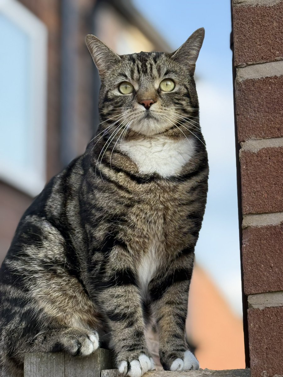 Top Cat! Watching over the weak cats on the street! 💪🏻